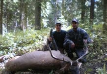 Calling Quiet Elk paul ii 2010 bull - 10